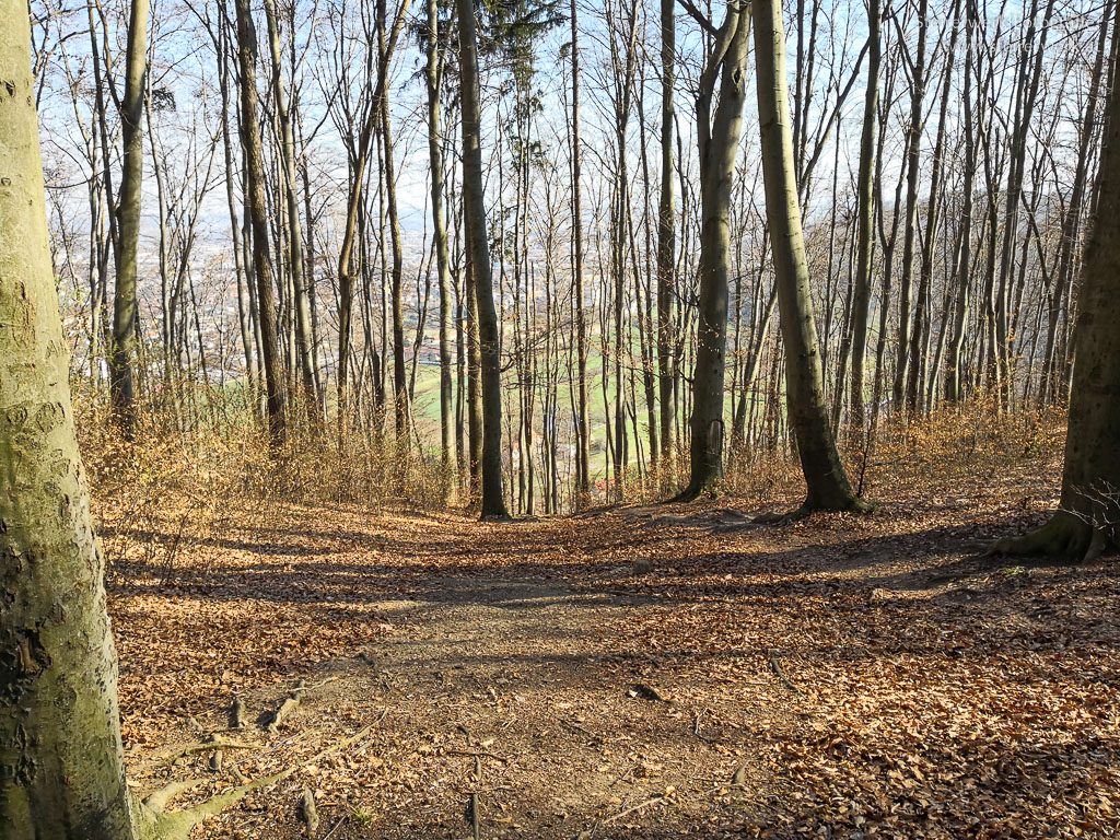 Mountainbiken im Wald