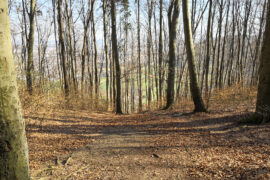 Mountainbiken im Wald