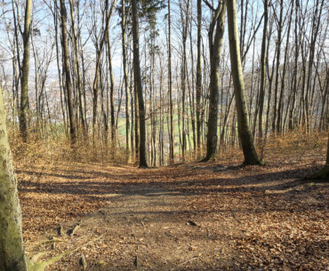 Mountainbiken im Wald