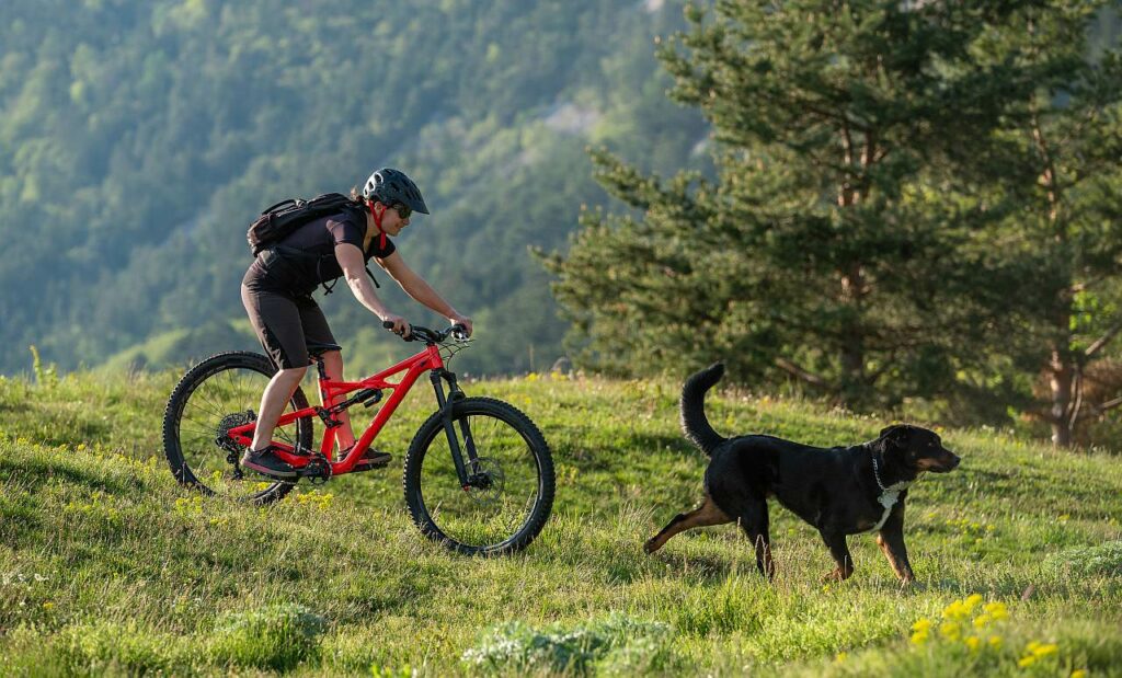 Mountain-Bike Hund