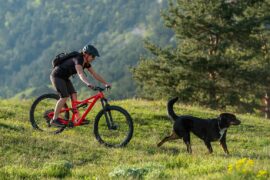 Mountain-Bike Hund