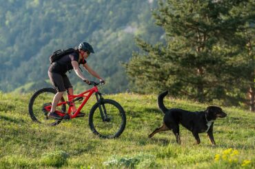 Mountain-Bike Hund