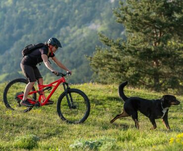 Mountain-Bike Hund
